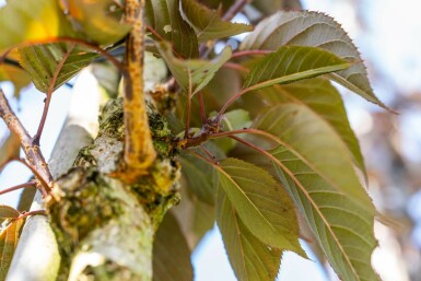 Prunus serrulata 'Royal Burgundy' hoogstam 10/12 225cm stam