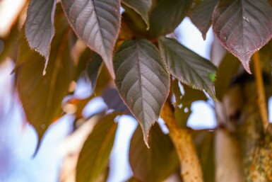 Prunus serrulata 'Royal Burgundy' hoogstam 10/12 225cm stam