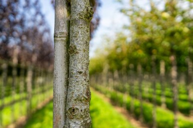 Prunus serrulata 'Royal Burgundy' hoogstam 10/12 225cm stam