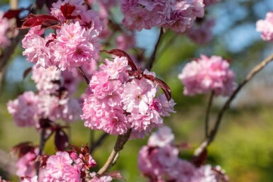 Prunus serrulata 'Royal Burgundy' meerstammig 250-300