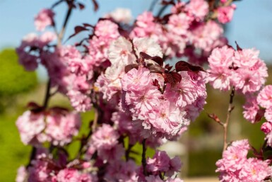 Prunus serrulata 'Royal Burgundy' meerstammig 250-300