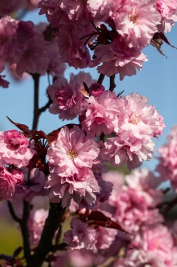 Prunus serrulata 'Royal Burgundy' meerstammig 250-300