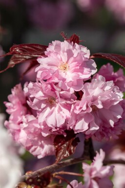 Prunus serrulata 'Royal Burgundy' meerstammig 250-300