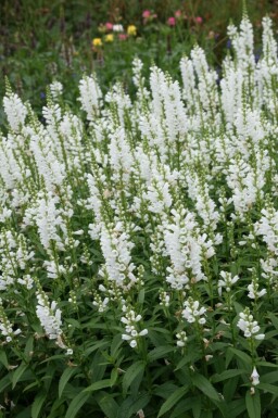 Physostegia virginiana 'Summer Snow'