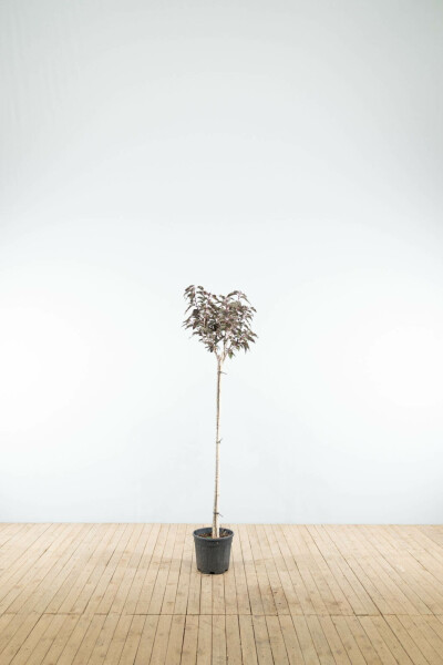 Roodbladige Japanse sierkers Prunus serrulata 'Royal Burgundy' Halfstam stamhoogte 120 P Prunus serrulata 'Royal Burgundy' halfstam 120cm stam