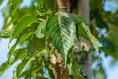 Prunus serrulata 'Sunset Boulevard' hoogstam 16/18