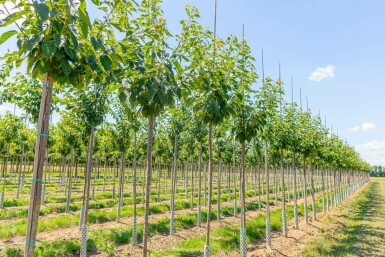 Witte sierkers Prunus serrulata 'Taihaku' Hoogstam stamomtrek 20-25 P Prunus serrulata 'Taihaku' hoogstam 20/25