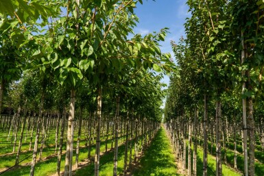 Prunus serrulata 'Taihaku' hoogstam 16/18