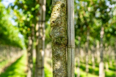 Witte sierkers Prunus serrulata 'Taihaku' Hoogstam stamomtrek 20-25 P Prunus serrulata 'Taihaku' hoogstam 20/25