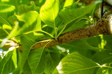 Witte sierkers Prunus serrulata 'Taihaku' Hoogstam stamomtrek 20-25 P Prunus serrulata 'Taihaku' hoogstam 20/25