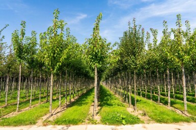 Prunus serrulata 'Taihaku' hoogstam 16/18
