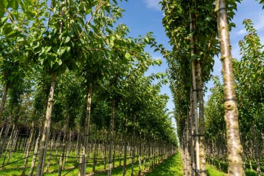 Witte sierkers Prunus serrulata 'Taihaku' Hoogstam stamomtrek 20-25 P Prunus serrulata 'Taihaku' hoogstam 20/25