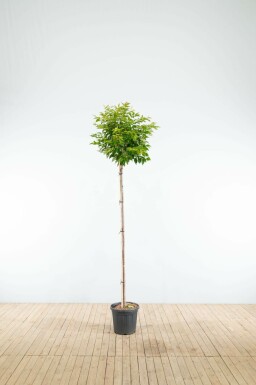 Prunus x subhirtella 'Autumnalis' hoogstam 20/25 225cm stam