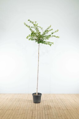 Prunus x subhirtella 'Autumnalis' hoogstam 20/25 225cm stam