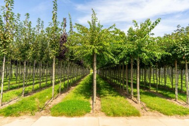 Prunus x subhirtella 'Autumnalis' hoogstam 20/25 225cm stam