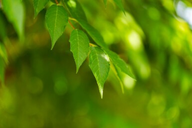 Prunus x subhirtella 'Autumnalis' hoogstam 20/25 225cm stam
