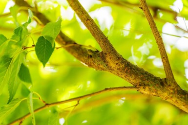 Prunus x subhirtella 'Autumnalis' hoogstam 20/25 225cm stam