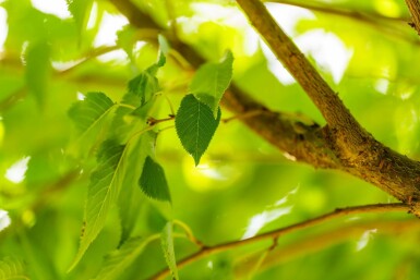 Prunus x subhirtella 'Autumnalis' hoogstam 20/25 225cm stam
