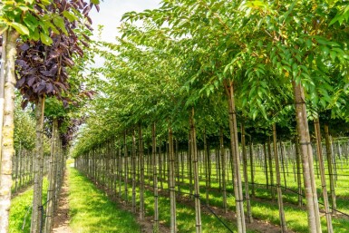 Prunus x subhirtella 'Autumnalis' hoogstam 20/25 225cm stam