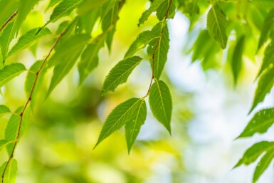 Prunus x subhirtella 'Autumnalis' hoogstam 20/25 225cm stam