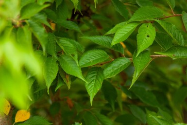 Prunus x subhirtella 'Autumnalis' meerstammig 200-250