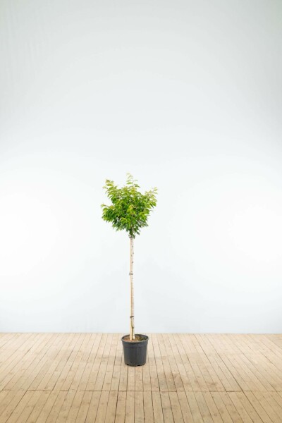 Japanse sierkers Prunus x subhirtella 'Autumnalis' Halfstam stamhoogte 120 P Prunus x subhirtella 'Autumnalis' halfstam 120cm stam