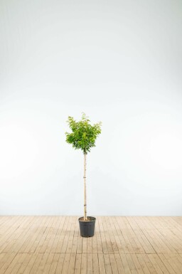 Prunus x subhirtella 'Autumnalis' halfstam 120cm stam