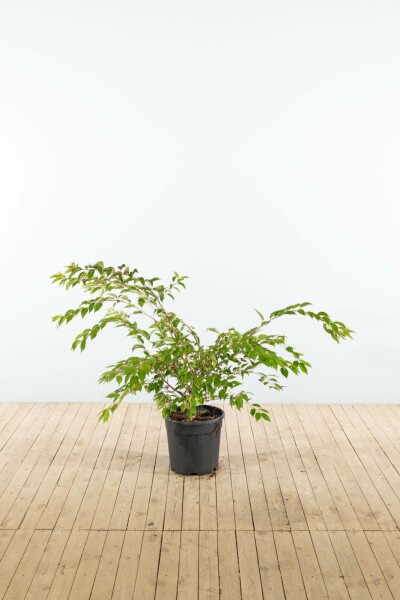 Prunus x subhirtella 'Autumnalis' struik 150-175