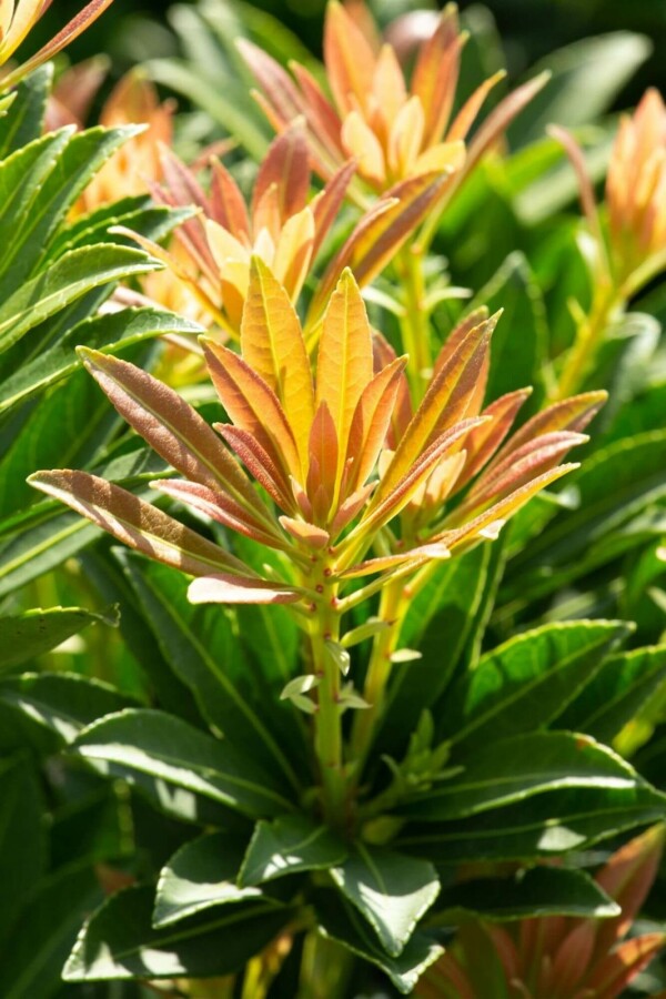 Pieris japonica 'Little Heath Green' Pieris japonica 'Little Heath Green'