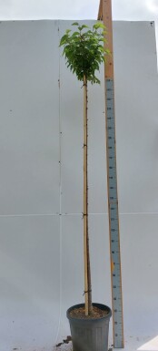 Prunus x subhirtella 'Autumnalis Rosea' hoogstam 10/12 225cm stam