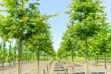 Japanse sierkers Prunus x subhirtella 'Autumnalis Rozea' Hoogstam stamomtrek 10-12 stamhoogte 225 P Prunus x subhirtella 'Autumnalis Rosea' hoogstam 10/12 225cm stam