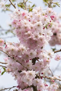 Japanse sierkers Prunus x subhirtella 'Autumnalis Rozea' Hoogstam stamomtrek 10-12 stamhoogte 225 P Prunus x subhirtella 'Autumnalis Rosea' hoogstam 10/12 225cm stam