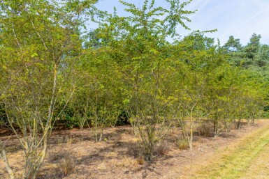Japanse sierkers Prunus x subhirtella 'Autumnalis Rozea' Meerstammig Prunus x subhirtella 'Autumnalis Rosea' meerstammig