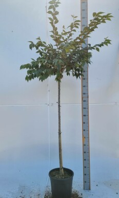 Prunus x subhirtella 'Autumnalis Rosea' halfstam 120cm stam