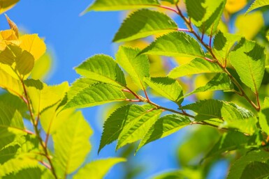 Japanse sierkers Prunus x subhirtella 'Autumnalis Rozea' Halfstam stamomtrek 10-12 stamhoogte 150 P Prunus x subhirtella 'Autumnalis Rosea' halfstam 10/12 150cm stam