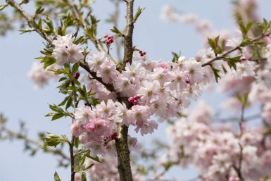 Prunus x subhirtella 'Autumnalis Rosea' halfstam 120cm stam