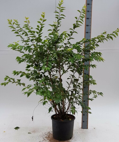 Prunus x subhirtella 'Autumnalis Rosea' struik 80-100