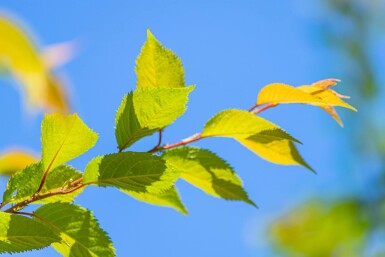 Prunus x subhirtella 'Autumnalis Rosea' struik 80-100