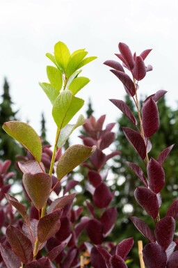 Sierkers Prunus virginiana 'Shubert' Hoogstam Prunus virginiana 'Shubert' hoogstam