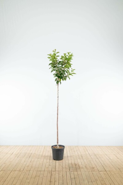 Prunus yedoensis hoogstam 16/18