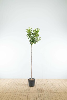 Yoshinokers Prunus yedoensis Hoogstam stamomtrek 16-18 P Prunus yedoensis hoogstam 16/18