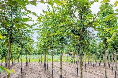 Prunus yedoensis hoogstam 16/18