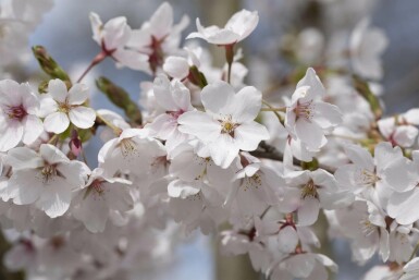 Prunus yedoensis hoogstam 16/18