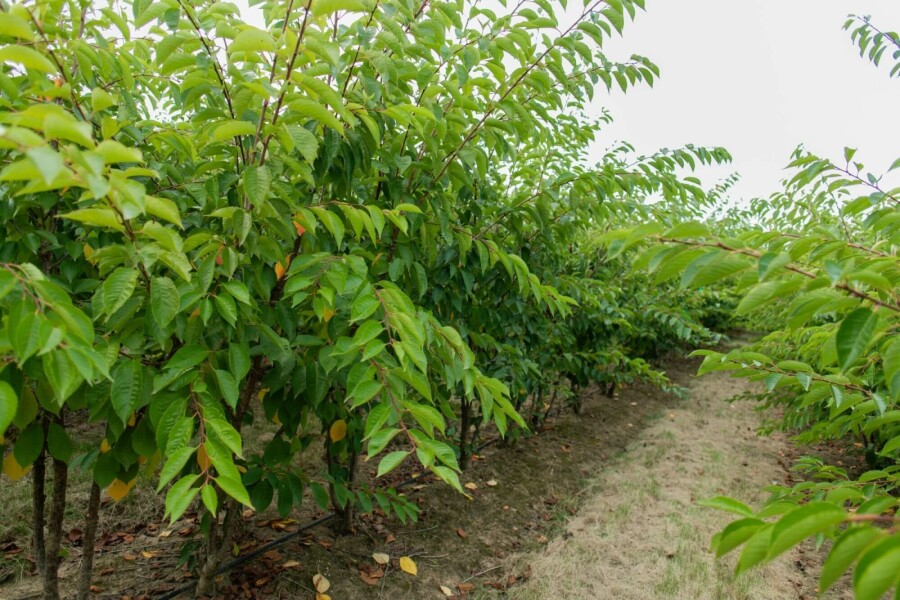 Yoshinokers Prunus yedoensis Meerstammig 350-400 P Prunus yedoensis meerstammig 350-400