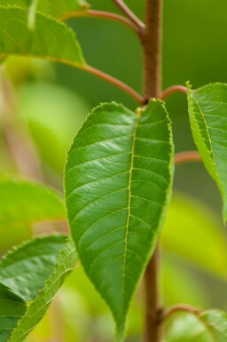 Prunus yedoensis meerstammig 350-400