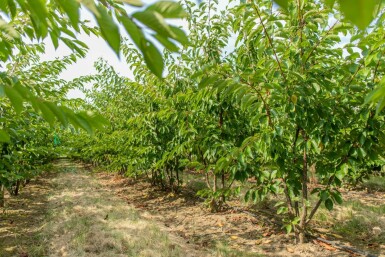 Prunus yedoensis meerstammig 350-400