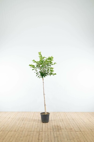 Prunus yedoensis halfstam 120cm stam