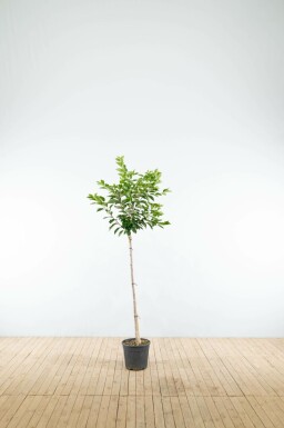 Yoshinokers Prunus yedoensis Halfstam stamhoogte 120 P Prunus yedoensis halfstam 120cm stam