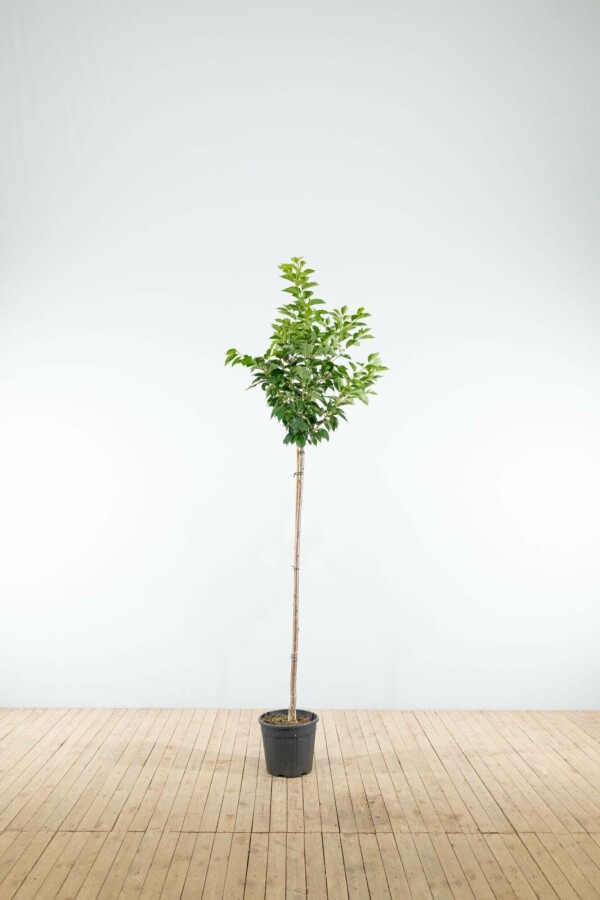 Yoshinokers Prunus yedoensis Halfstam stamhoogte 120 P Prunus yedoensis halfstam 120cm stam