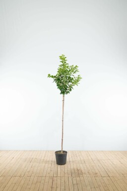 Yoshinokers Prunus yedoensis Halfstam stamhoogte 120 P Prunus yedoensis halfstam 120cm stam